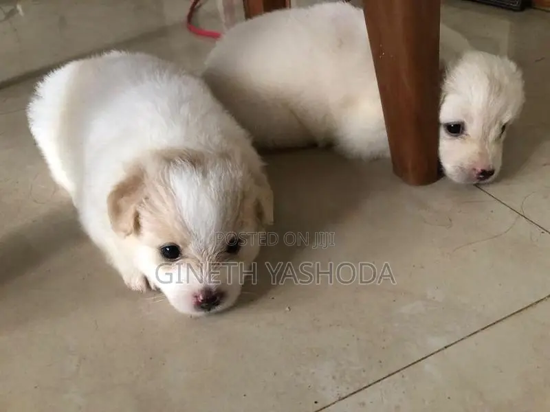 Pomeranian Puppies