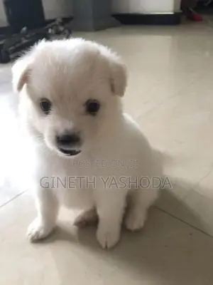 Pomeranian Puppies