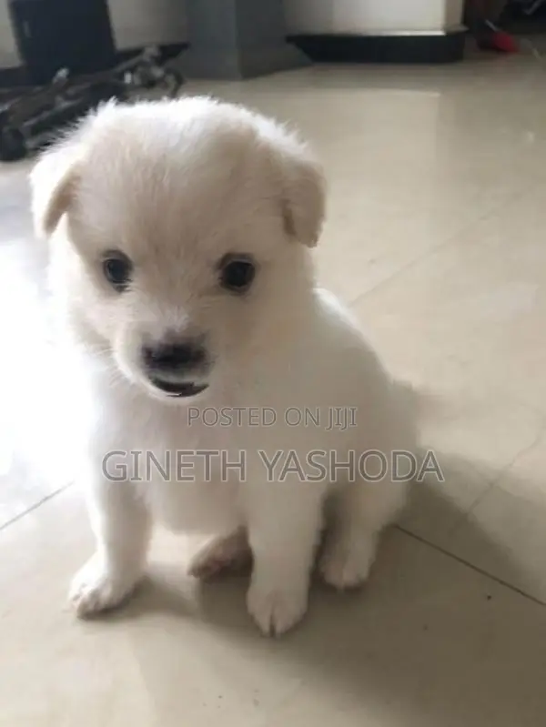 Pomeranian Puppies