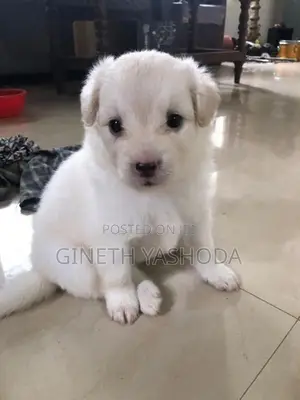 Pomeranian Puppies