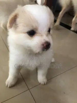 Pomeranian Puppies