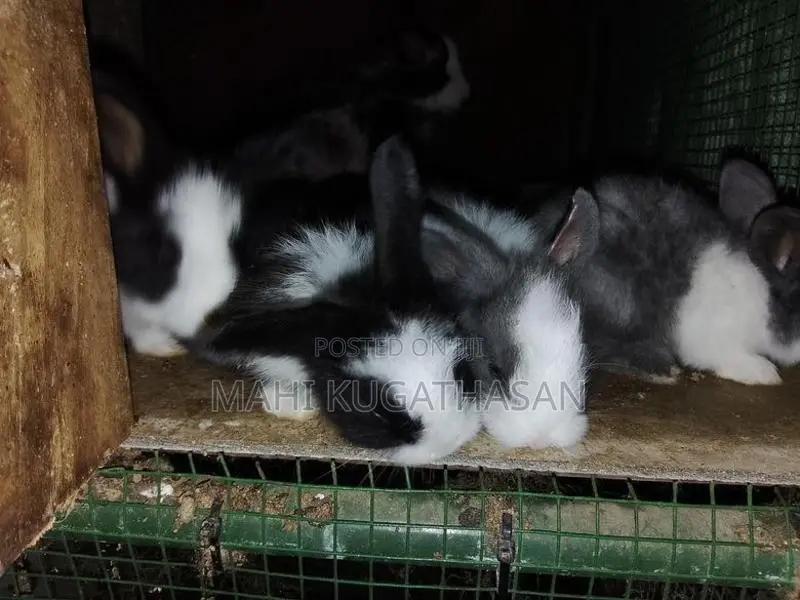 Rabbit