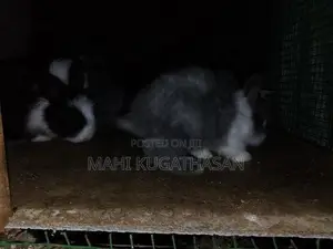 Rabbit