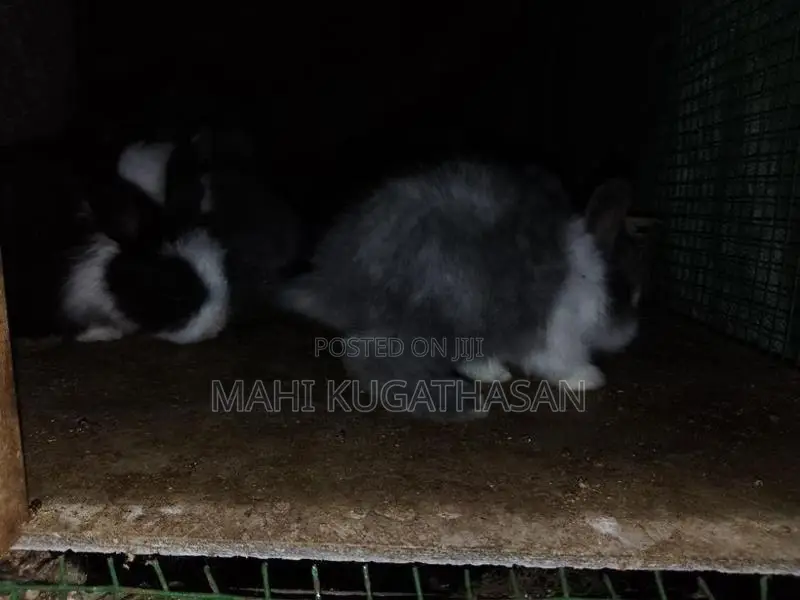 Rabbit