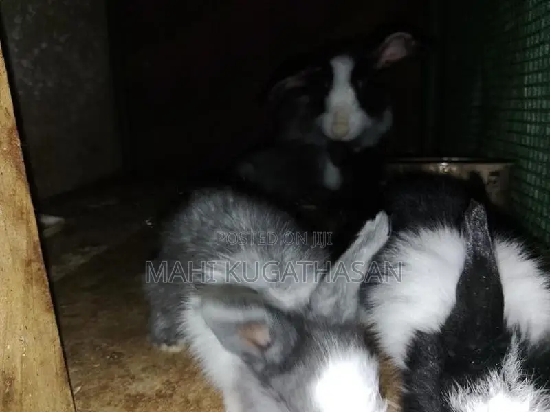 Rabbit