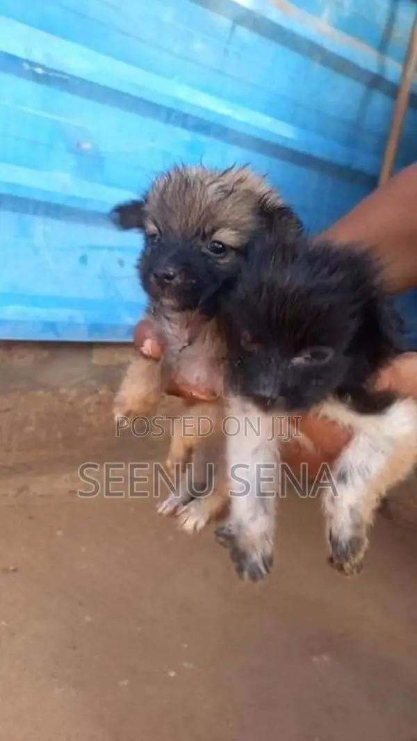 Lion Pomeranian
