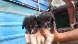 Lion Pomeranian