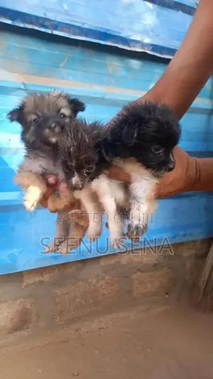 Lion Pomeranian