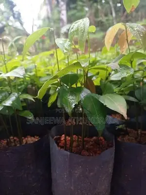 Cinnamon Plants