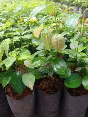 Cinnamon Plants