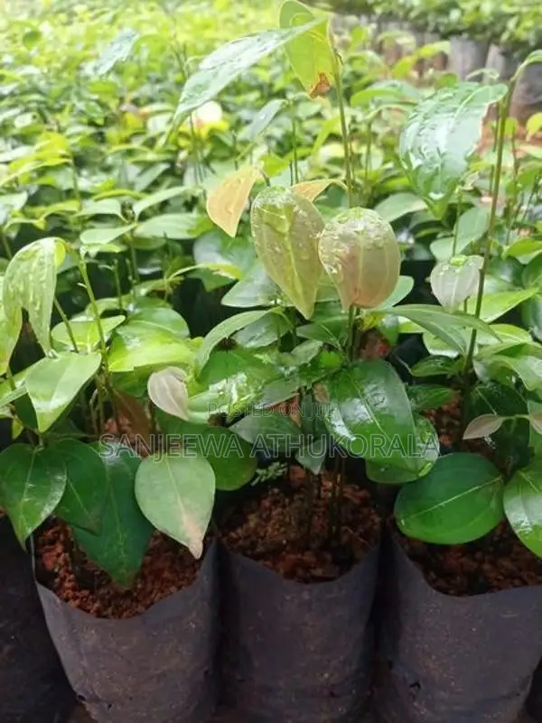 Cinnamon Plants