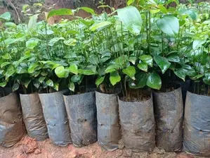 Cinnamon Plants