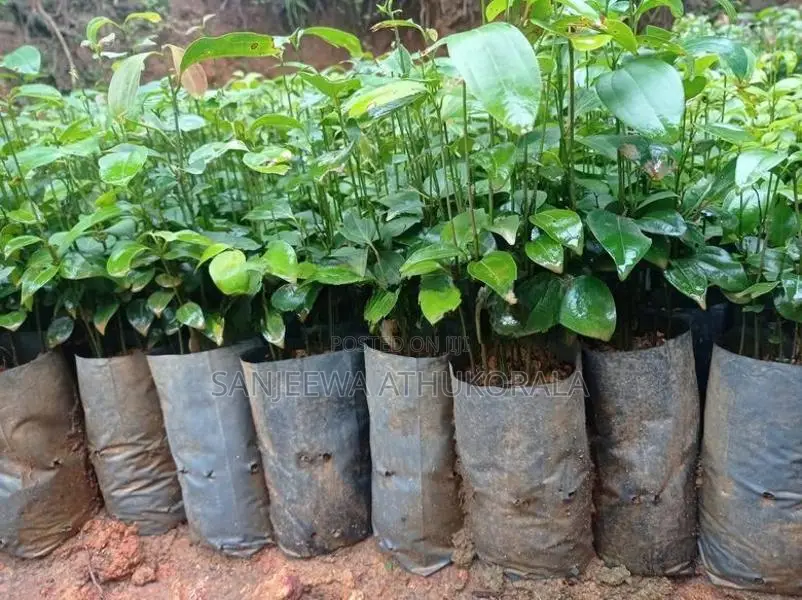 Cinnamon Plants