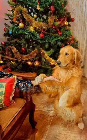 Golden Retriever Male Dog