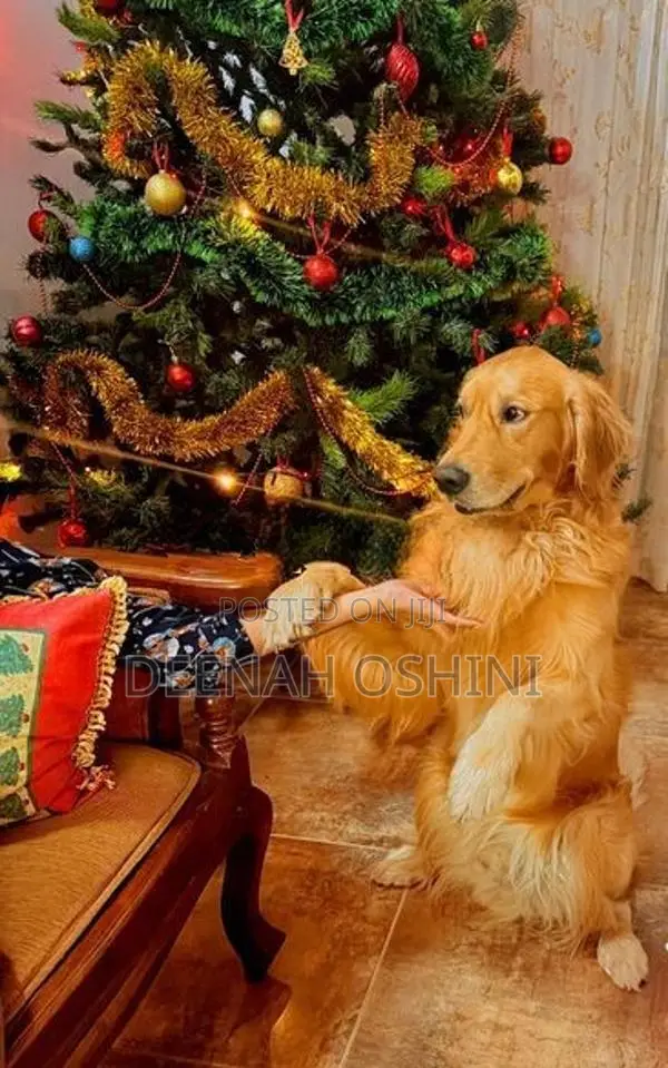 Golden Retriever Male Dog