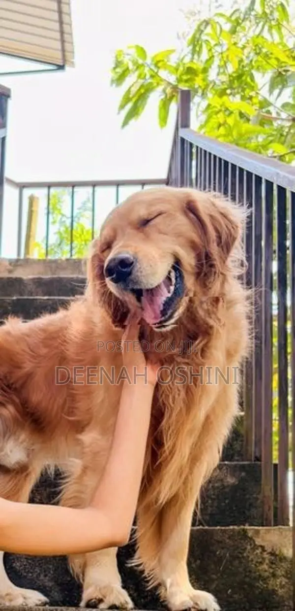 Golden Retriever Male Dog
