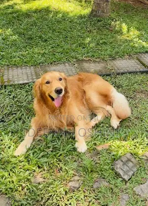Golden Retriever Male Dog
