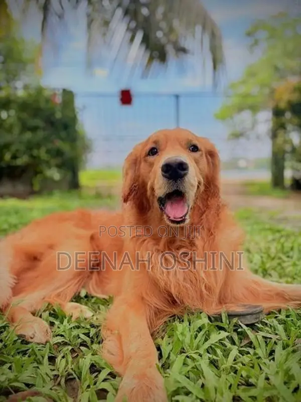 Golden Retriever Male Dog