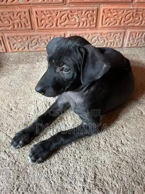 Ridge Back Crossed Puppies