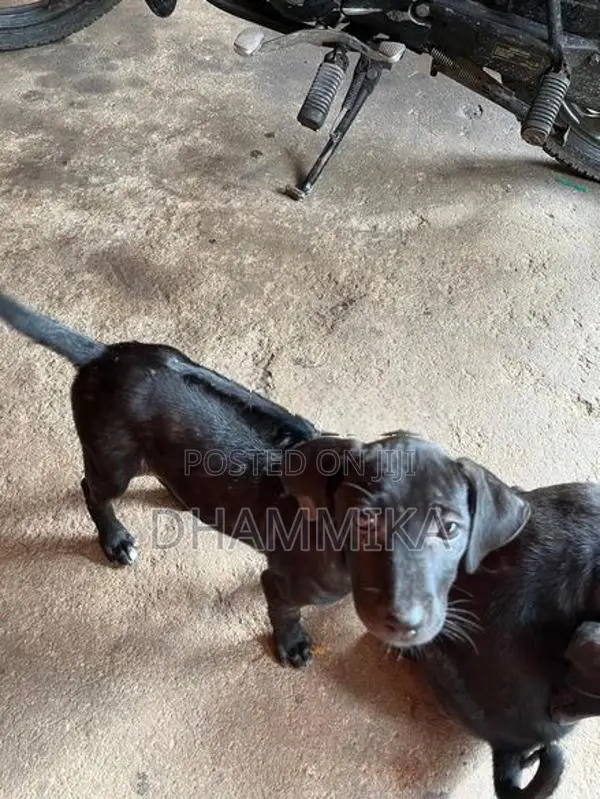 Ridge Back Crossed Puppies