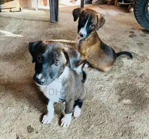 Ridge Back Crossed Puppies