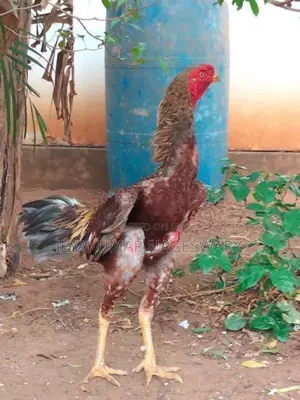 வெள்ளடியன் சேவல்