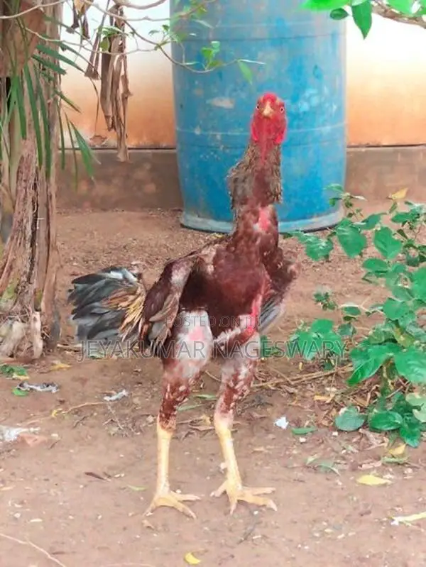 வெள்ளடியன் சேவல்