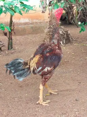 வெள்ளடியன் சேவல்