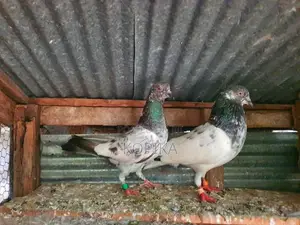 Teddy Pigeon