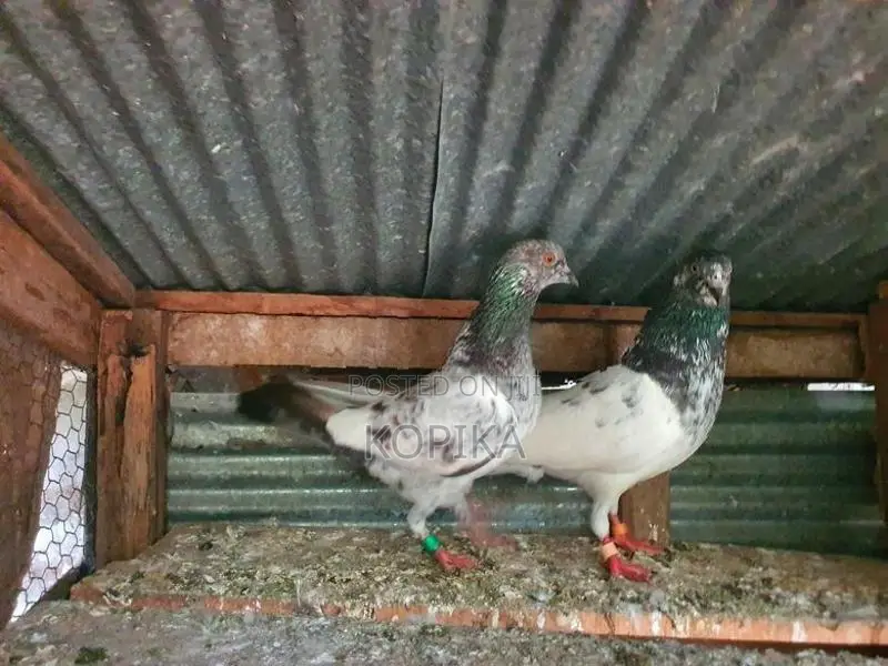 Teddy Pigeon