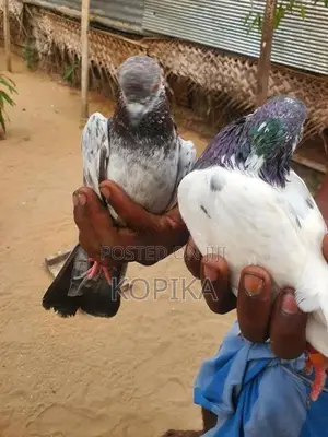 Teddy Pigeon