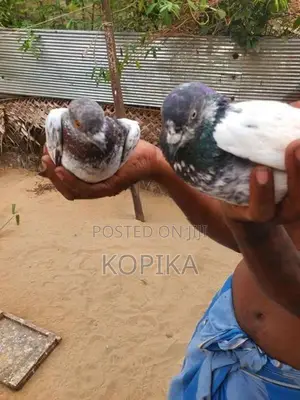 Teddy Pigeon