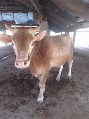 Farm Cow