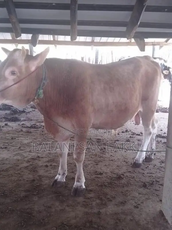 Farm Cow