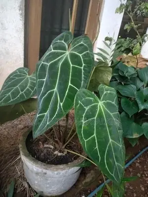 Clarinervium Plant