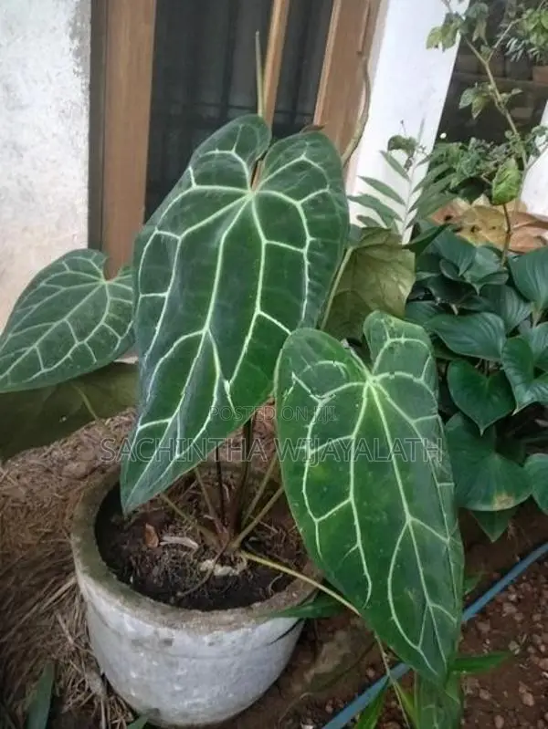 Clarinervium Plant