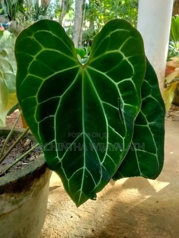 Clarinervium Plant