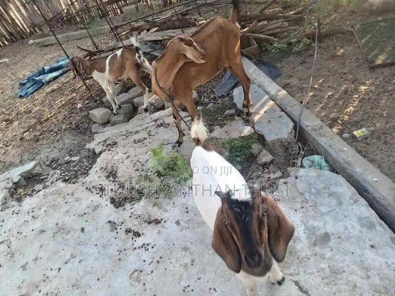 Farm Goat