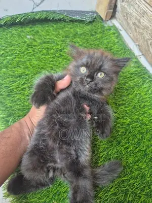 Persian Kitten