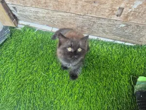 Persian Kitten