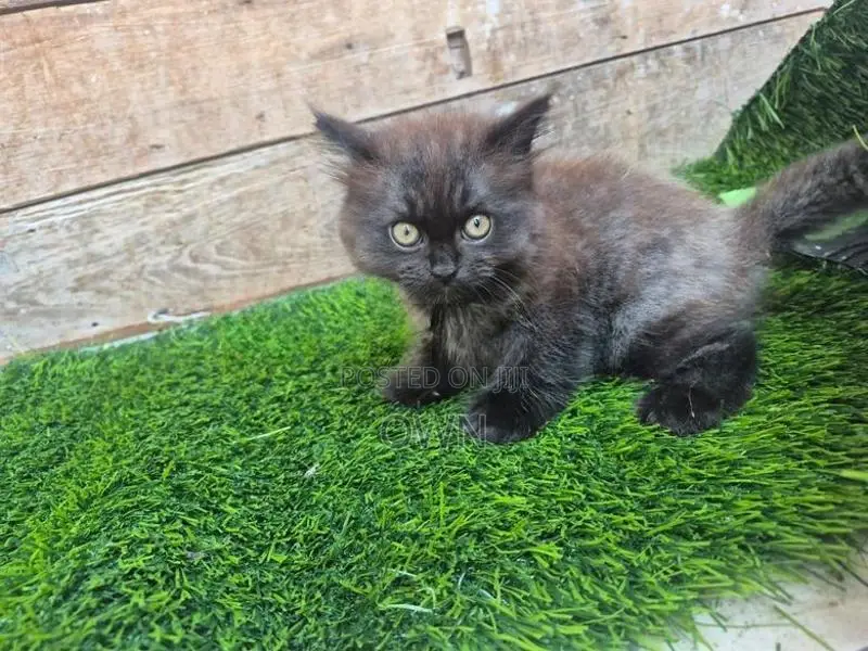Persian Kitten