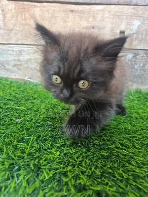 Persian Kitten
