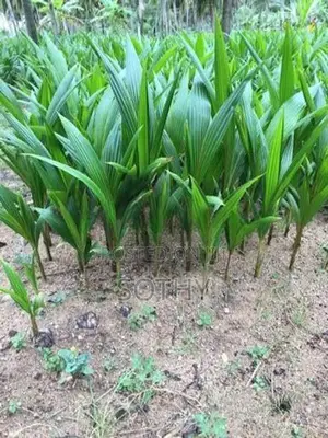 தென்னம் பிள்ளைகள் (Coconut Trees)