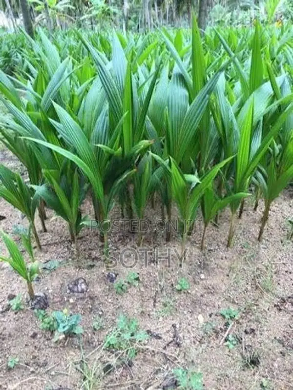 தென்னம் பிள்ளைகள் (Coconut Trees)