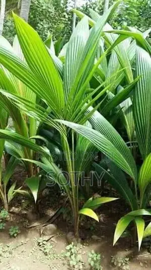 தென்னம் பிள்ளைகள் (Coconut Trees)