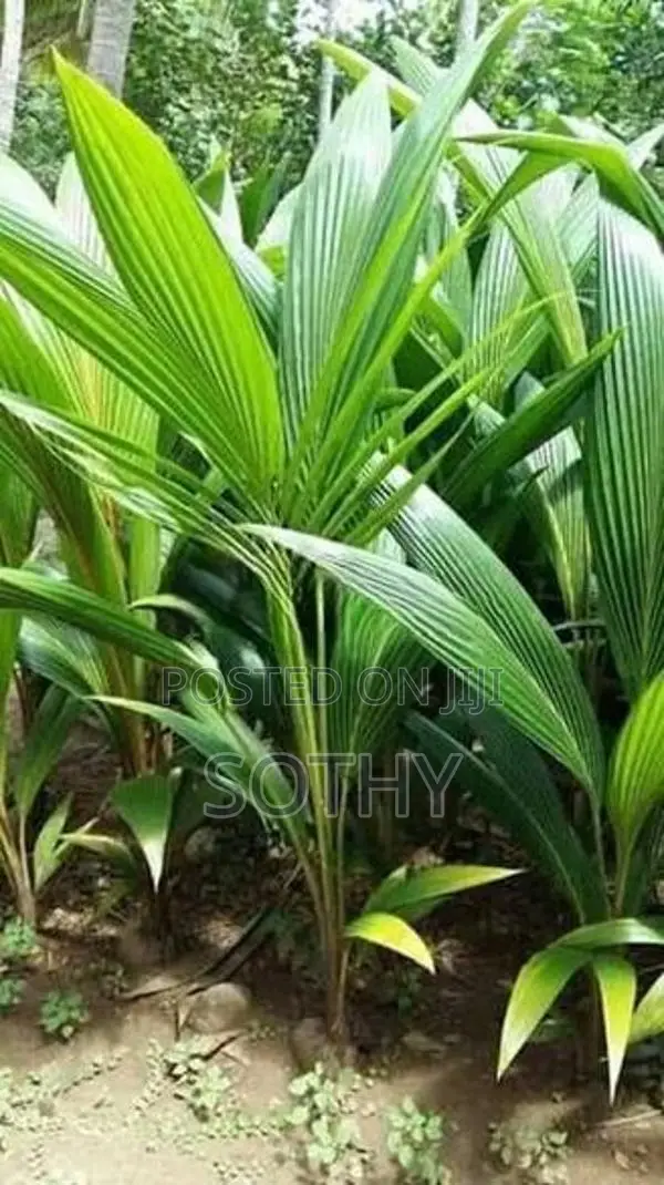 தென்னம் பிள்ளைகள் (Coconut Trees)