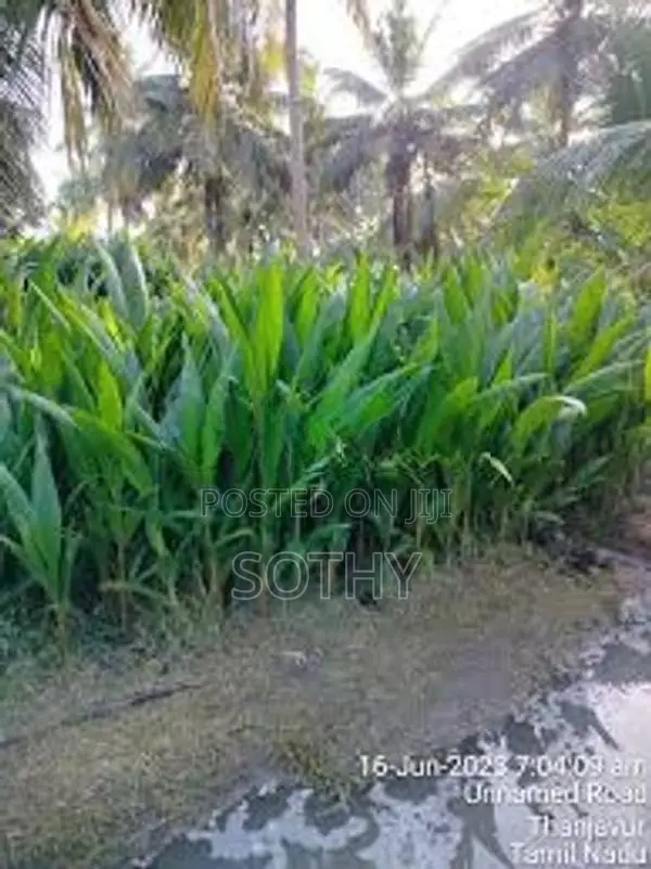 தென்னம் பிள்ளைகள் (Coconut Trees)