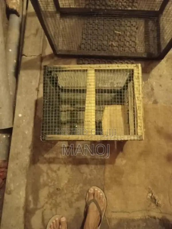 Pet Cage