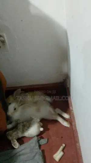 Two Rabbit One Person