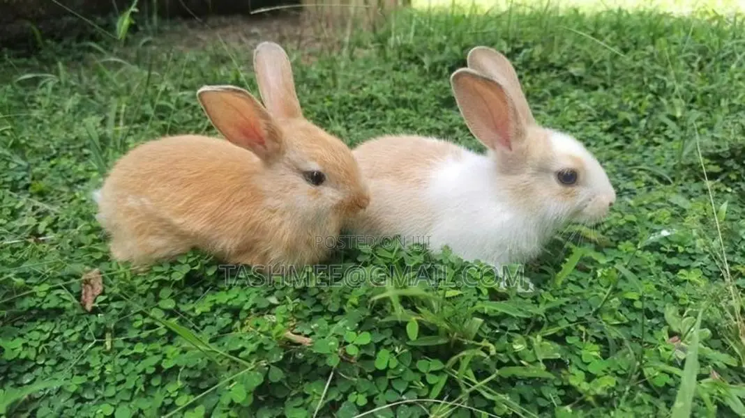 Two Rabbit One Person